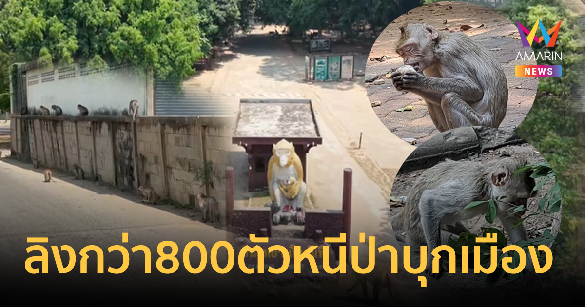 วิกฤตแล้งโกสัมพี! ฝูงลิงแสมเกือบพันหนีป่าบุกเมือง รื้อบ้าน-คุ้ยขยะวุ่น