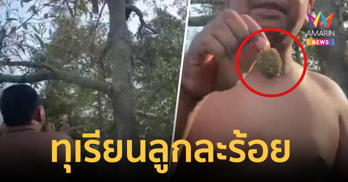 เจ้าของสวนทุเรียน โชว์ 