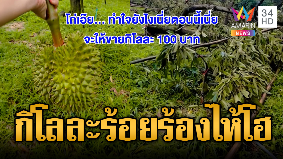 ชาวสวนร่ำไห้ พายุถล่มสวนทุเรียนเสียหายหนัก