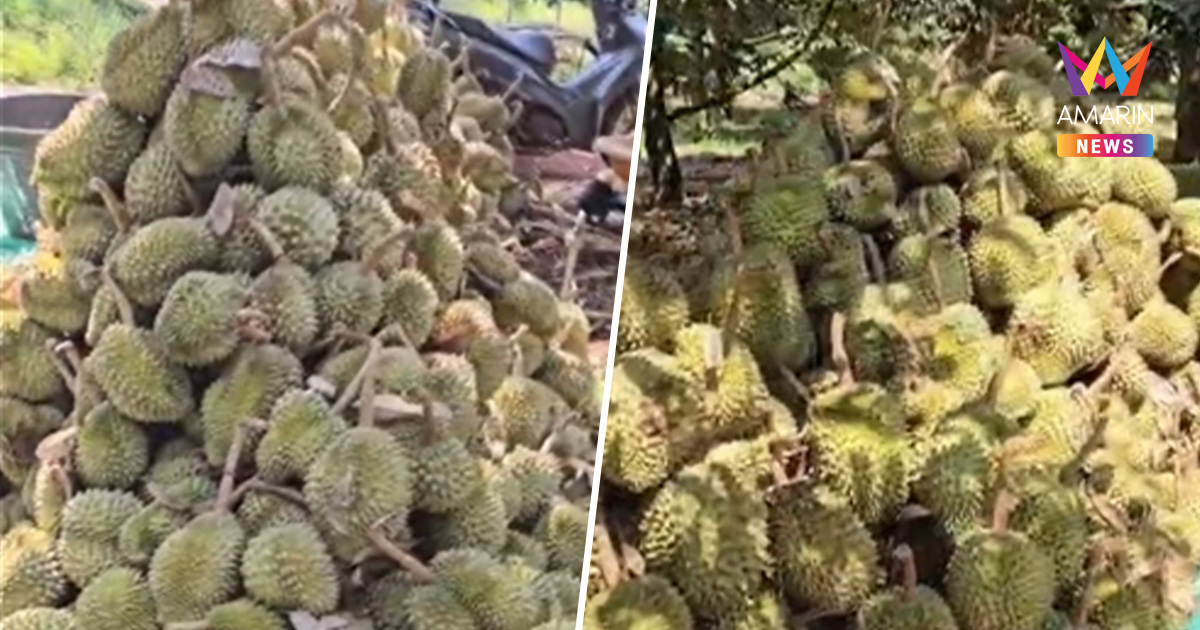 เจ้าของสวนทรุด พายุฤดูร้อนถล่ม พัดทุเรียนร่วงกองพะเนินกว่า 4 ตัน