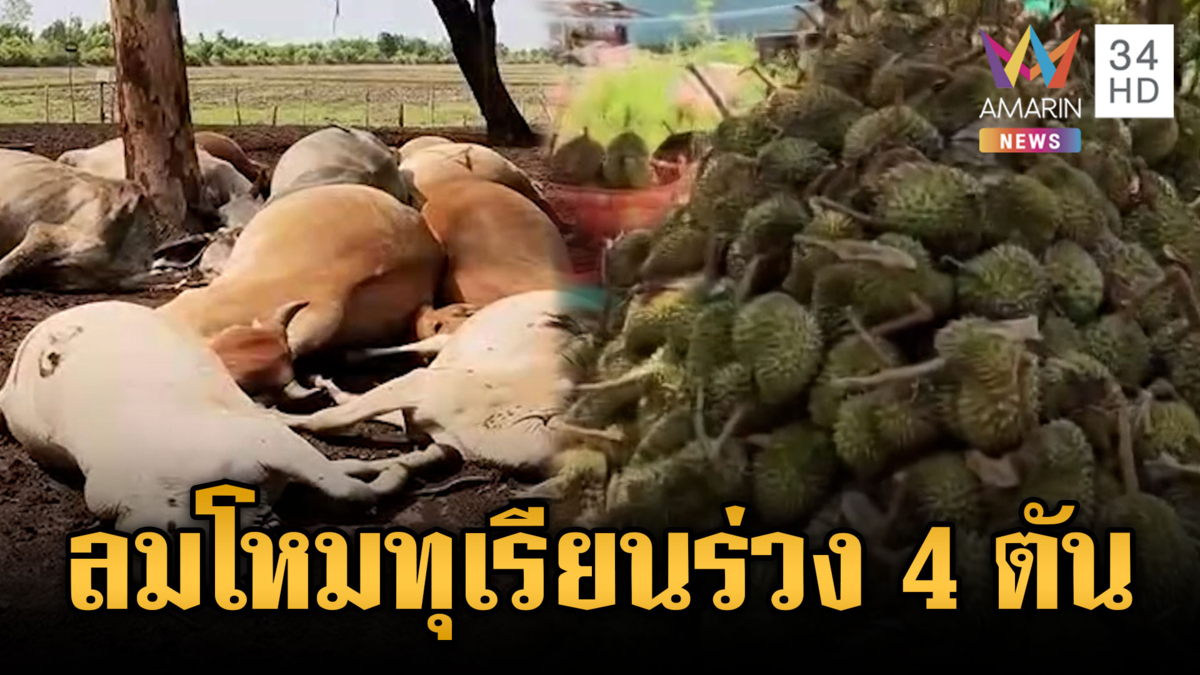 ชาวสวนเข่าทรุด! พายุถล่มทุเรียนร่วง 4 ตัน-ฟ้าผ่าวัวตาย 13 ตัว