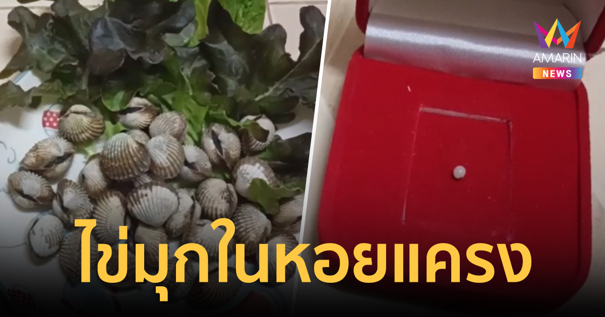 หนุ่มสาวสุดเฮง ซื้อหอยแครงมากิน ดวงดีเจอไข่มุก เชื่อจะมีโชคลาภ